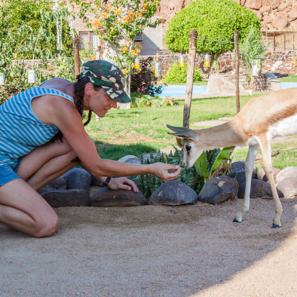 Die Brandberg White Lady Lodge und ihre tierischen Bewohner – dinky-land