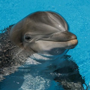 Delfin im Secret Garden Delfin im Secret Garden