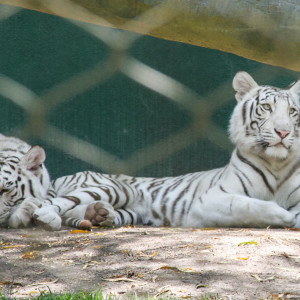 Weisse Tiger im Secret Garden Weisse Tiger im Secret Garden