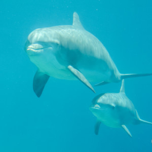 Delfine im Secret Garden Delfine im Secret Garden