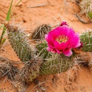 Blühender Kaktus im Arches Nationalpark Blühender Kaktus im Arches Nationalpark