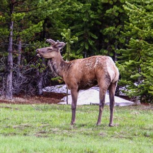 Wapiti am West Thumb Geyser Basin Wapiti am West Thumb Geyser Basin