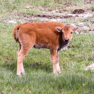 Baby-Bison Baby-Bison
