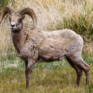 Bighorn Schaf Bighorn Schaf