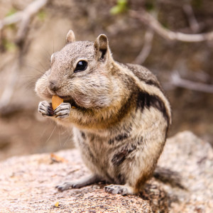 Gieriger Chipmunk Gieriger Chipmunk