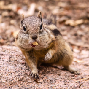 Der hat den Mund wohl etwas zu voll genommen! Der hat den Mund wohl etwas zu voll genommen!