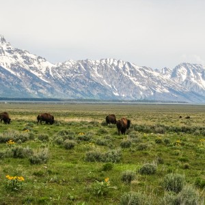 Bisons unterwegs in den Grand Tetons Bisons unterwegs in den Grand Tetons
