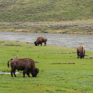 Bisons grasen friedlich am Fluß Bisons grasen friedlich am Fluß