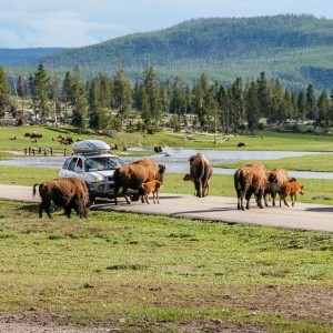 Die Bisons haben hier Vorfahrt Die Bisons haben hier Vorfahrt