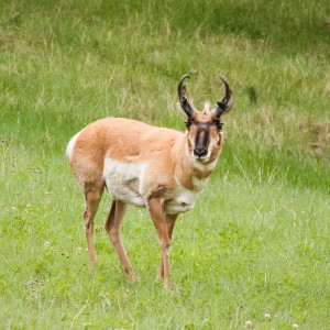 Gazelle im Custer State Park Gazelle im Custer State Park