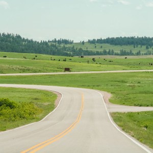 Unterwegs im Custer State Park Unterwegs im Custer State Park