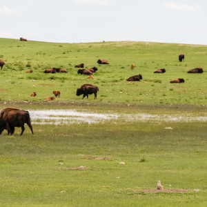 Bisons im Custer State Park Bisons im Custer State Park