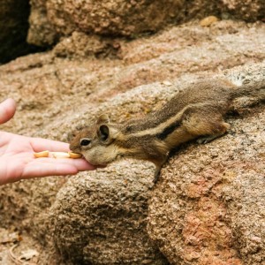 Handzahme Chipmunks Handzahme Chipmunks