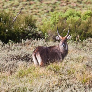 Wasserbock im Aberdare Nationalpark Wasserbock im Aberdare Nationalpark