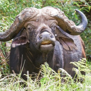 Den brauche ich nach den Ereignissen von gestern wohl nicht vorstellen ;o) Den brauche ich nach den Ereignissen von gestern wohl nicht vorstellen ;o)