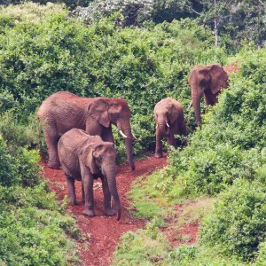 Elefanten im Aberdare NP Elefanten im Aberdare NP