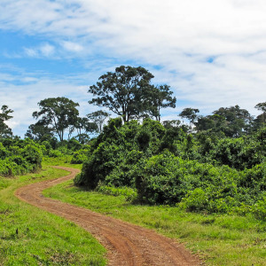 Straße im Aberdare Nationalpark Straße im Aberdare Nationalpark