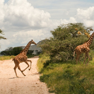 Giraffenkreuzung in Samburu