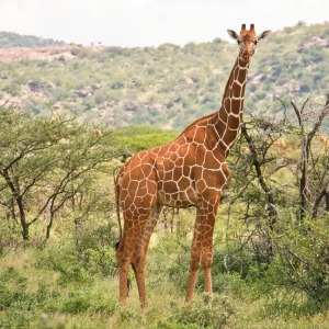 Giraffe in Samburu