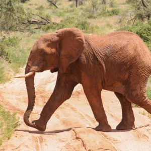 Ein Elefant kreuzt unseren Weg