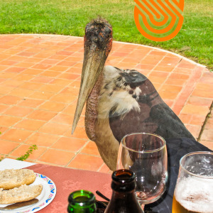 Dieser Marabu ist scharf auf unser Essen :o) Dieser Marabu ist scharf auf unser Essen :o)