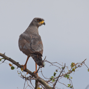 Ein Graubützelsinghabicht