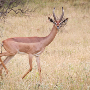Giraffenhalsgazelle