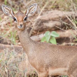 Ein knuffiges Dik Dik