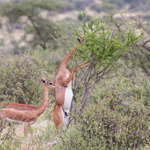 Giraffenhalsgazellen