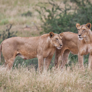Die Löwenmuttis auf Pirsch