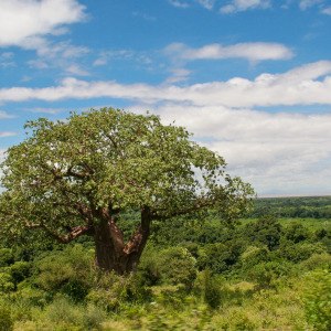 Ein Baobab Ein Baobab