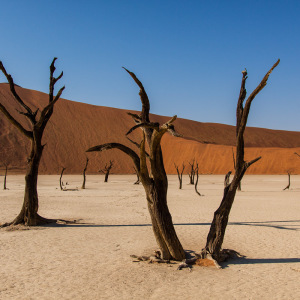 Abgestorbene Bäume im Deadvlei Abgestorbene Bäume im Deadvlei