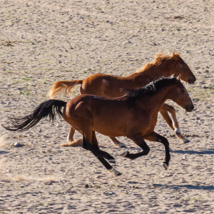 Galoppierende Wildpferde Galoppierende Wildpferde