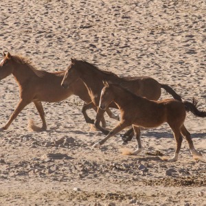 Galoppende Wildpferde von Aus Galoppende Wildpferde von Aus