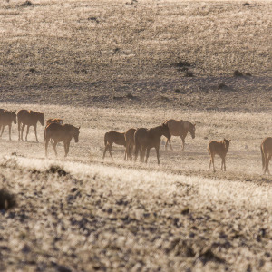 Kleine Herde auf dem Weg zum Wasser Kleine Herde auf dem Weg zum Wasser