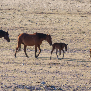 Die Wildpferde Die Wildpferde