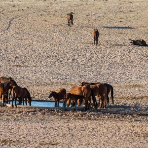 Durstige Wildpferde Durstige Wildpferde