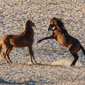 Rangkämpfe Rangkämpfe