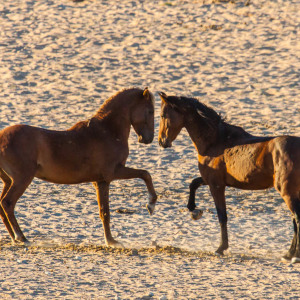 Wildpferde Wildpferde