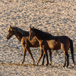 Wildpferde Wildpferde