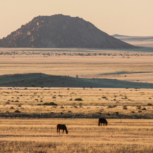 Wildpferde in toller Umgebung Wildpferde in toller Umgebung