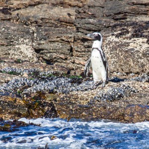 Pinguin auf der Halifax Insel