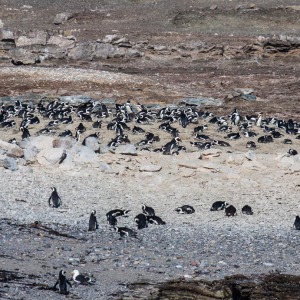 Die Pinguine auf der Halifax Insel