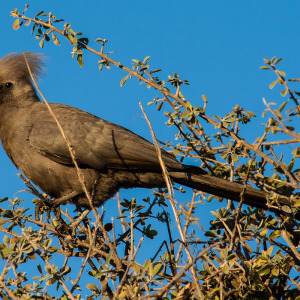 Go-Away-Bird Go-Away-Bird