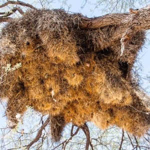 Siedelwebervogel-Nest