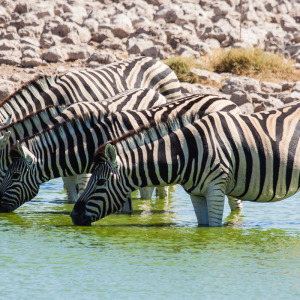 Zebras am Okaukujeo Wasserloch