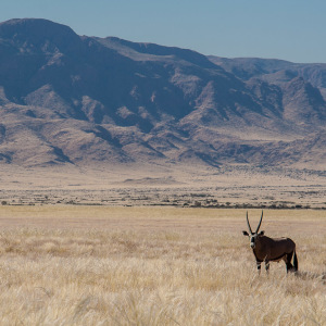 Ein Oryx am Wegesrand Ein Oryx am Wegesrand