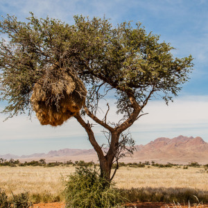 Baum mit Webervögeln Baum mit Webervögeln