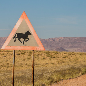 Hier müssen die Wildpferde doch sein Hier müssen die Wildpferde doch sein