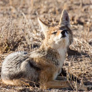 Der Schakal nimmt Witterung auf.